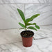 The Plant Farm® Houseplants Ficus lyrata 'Bambino', 4" Plant