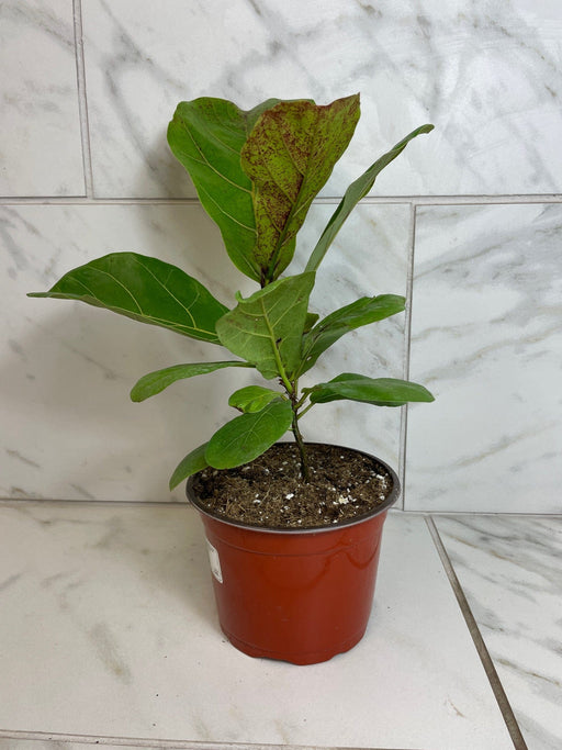 The Plant Farm® Houseplants Ficus lyrata 'Bambino', 6" Plant