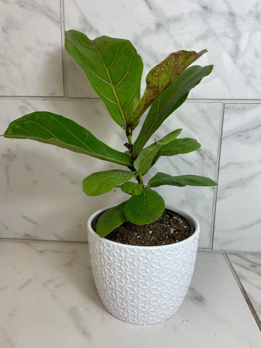 bambino fiddle leaf fig tree Ficus lyrata 'Bambino', 6" Plant — The Plant Farm®