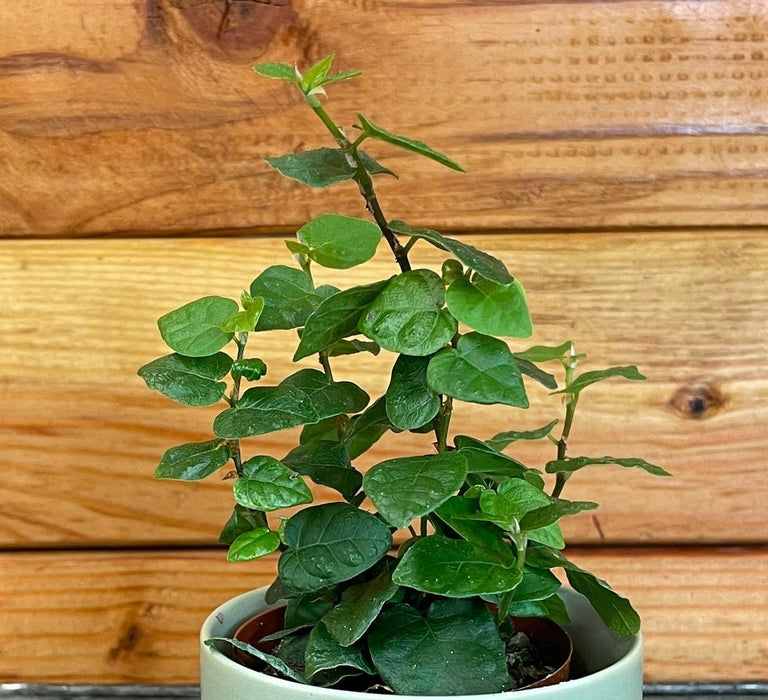 The Plant Farm® Houseplants Ficus Pumila Creeping Fig, 2" Plant