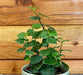 The Plant Farm® Houseplants Ficus Pumila Creeping Fig, 2" Plant