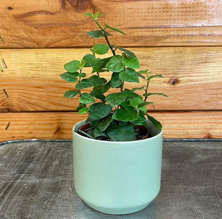 The Plant Farm® Houseplants Ficus Pumila Creeping Fig, 2" Plant