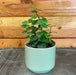 The Plant Farm® Houseplants Ficus Pumila Creeping Fig, 2" Plant