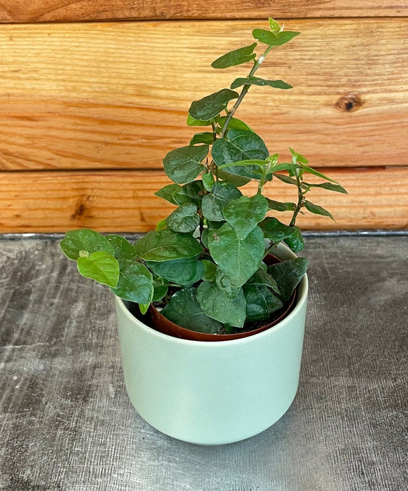 The Plant Farm® Houseplants Ficus Pumila Creeping Fig, 2" Plant