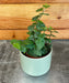 The Plant Farm® Houseplants Ficus Pumila Creeping Fig, 2" Plant