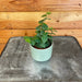 The Plant Farm® Houseplants Ficus Pumila Creeping Fig, 2" Plant