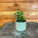 The Plant Farm® Houseplants Ficus Pumila Creeping Fig, 2" Plant