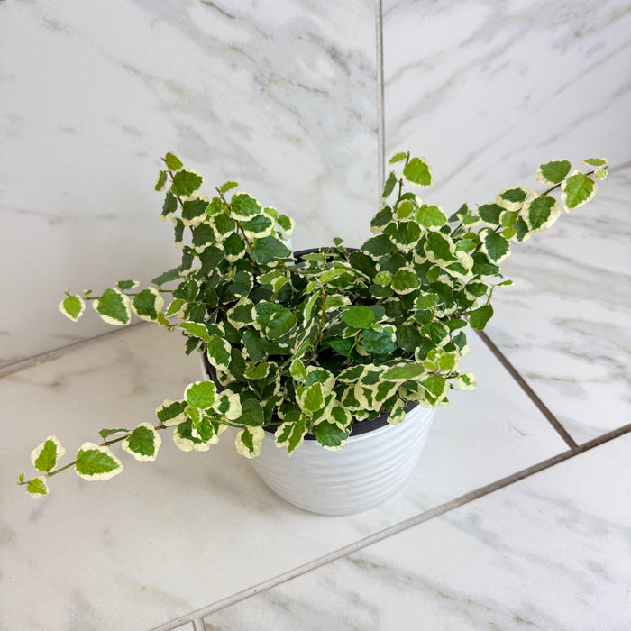 The Plant Farm® Houseplants Ficus Pumila Variegated Creeping Fig, 6" Plant
