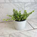 The Plant Farm® Houseplants Ficus Pumila Variegated Creeping Fig, 6" Plant