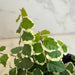 The Plant Farm® Houseplants Ficus Pumila Variegated Creeping Fig, 6" Plant