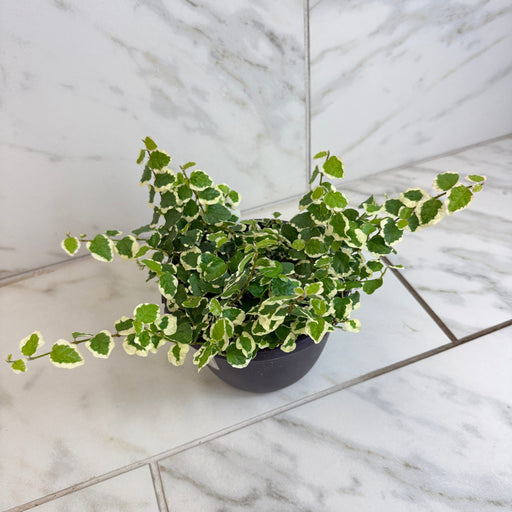 The Plant Farm® Houseplants Ficus Pumila Variegated Creeping Fig, 6" Plant