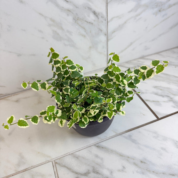 The Plant Farm® Houseplants Ficus Pumila Variegated Creeping Fig, 6" Plant