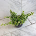 The Plant Farm® Houseplants Ficus Pumila Variegated Creeping Fig, 6" Plant