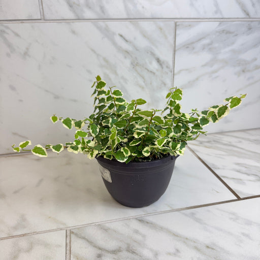 The Plant Farm® Houseplants Ficus Pumila Variegated Creeping Fig, 6" Plant