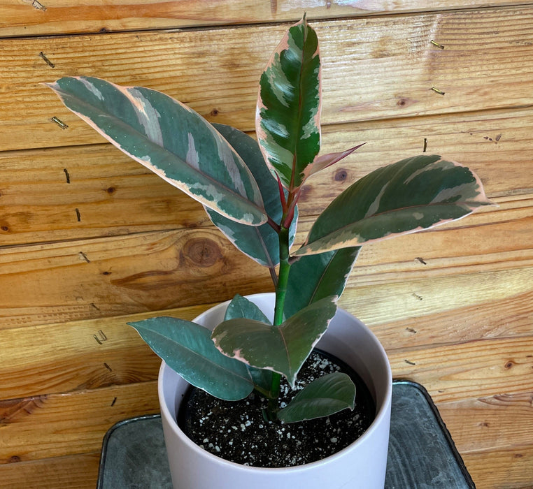 The Plant Farm® Houseplants Ficus Ruby, 6" Plant