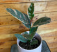 The Plant Farm® Houseplants Ficus Ruby, 6" Plant