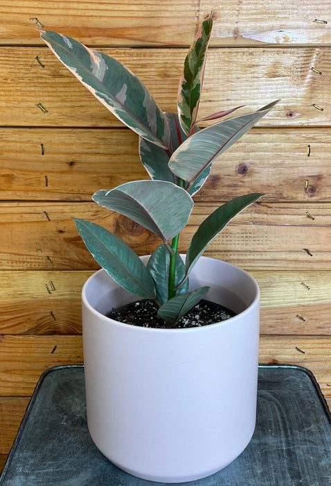 The Plant Farm® Houseplants Ficus Ruby, 6" Plant