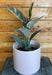 The Plant Farm® Houseplants Ficus Ruby, 6" Plant