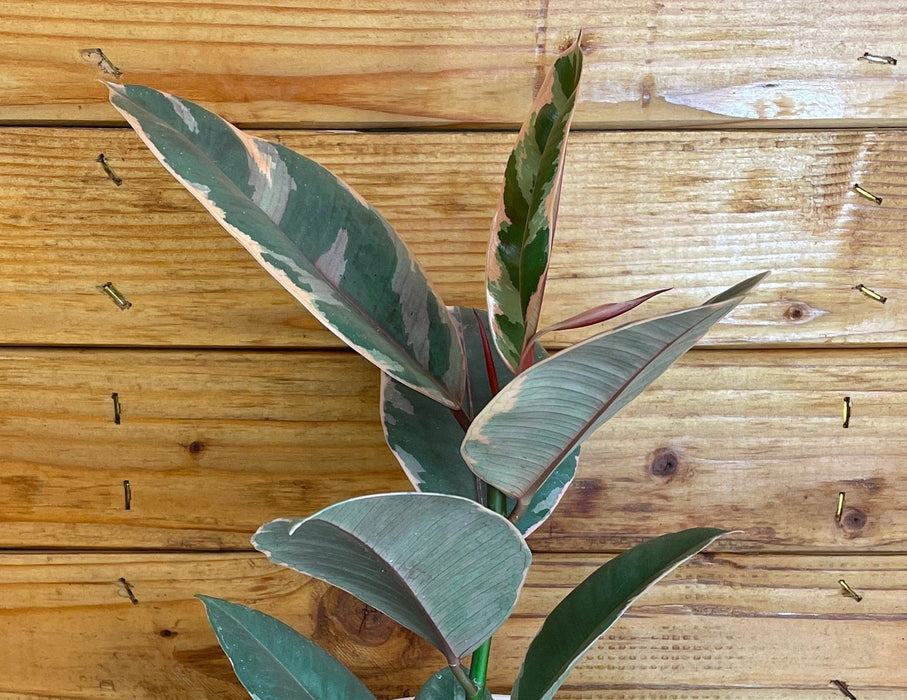 The Plant Farm® Houseplants Ficus Ruby, 6" Plant