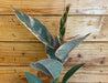 The Plant Farm® Houseplants Ficus Ruby, 6" Plant
