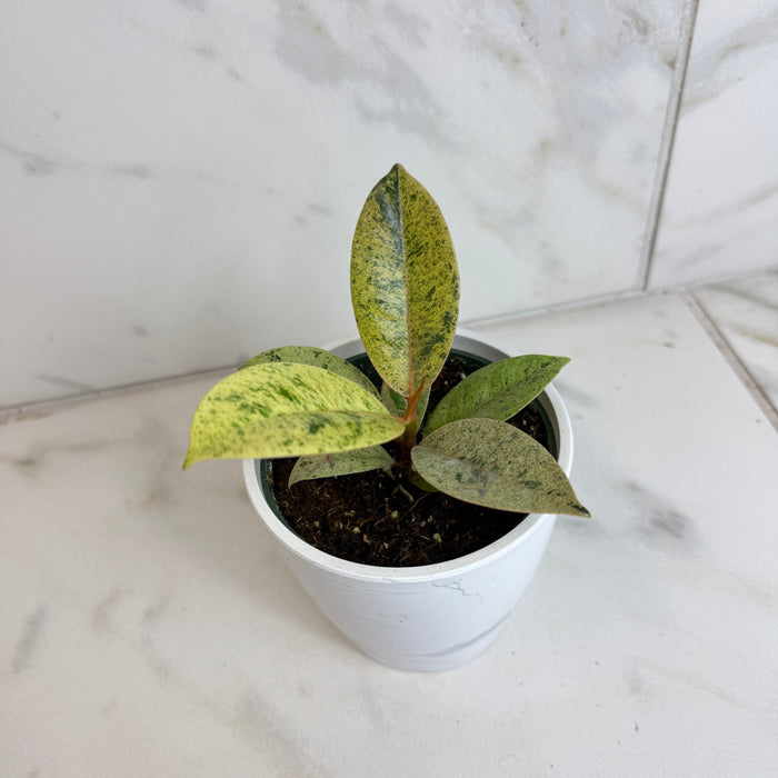 The Plant Farm® Houseplants Ficus Shivereana, 4" Plant