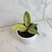 The Plant Farm® Houseplants Ficus Shivereana, 4" Plant
