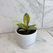 The Plant Farm® Houseplants Ficus Shivereana, 4" Plant