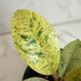 The Plant Farm® Houseplants Ficus Shivereana, 4" Plant