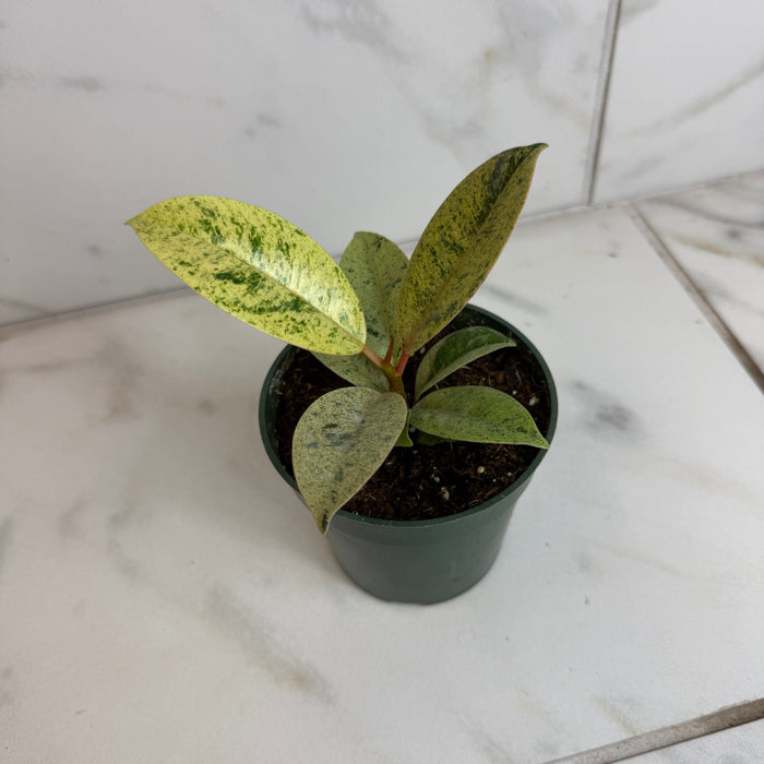 The Plant Farm® Houseplants Ficus Shivereana, 4" Plant
