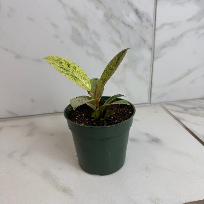 The Plant Farm® Houseplants Ficus Shivereana, 4" Plant