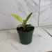 The Plant Farm® Houseplants Ficus Shivereana, 4" Plant