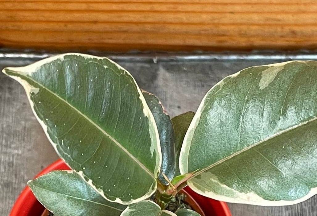 The Plant Farm® Houseplants Ficus Tineke, 2" Plant