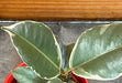 The Plant Farm® Houseplants Ficus Tineke, 2" Plant