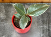 The Plant Farm® Houseplants Ficus Tineke, 2" Plant