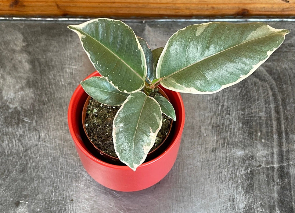 The Plant Farm® Houseplants Ficus Tineke, 2" Plant