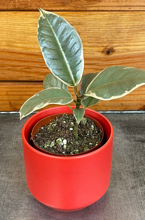 The Plant Farm® Houseplants Ficus Tineke, 2" Plant