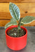 The Plant Farm® Houseplants Ficus Tineke, 2" Plant