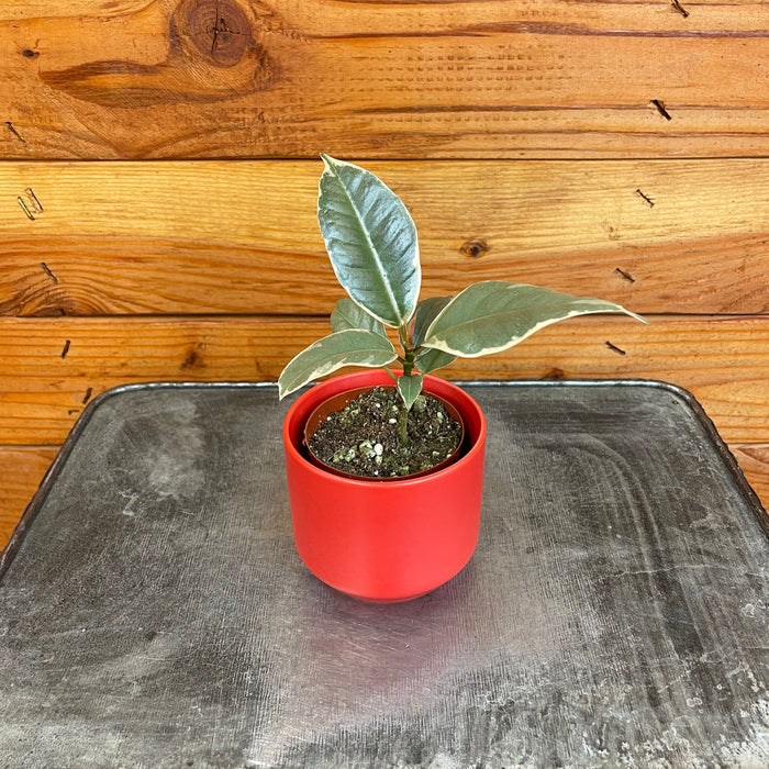 The Plant Farm® Houseplants Ficus Tineke, 2" Plant