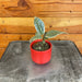 The Plant Farm® Houseplants Ficus Tineke, 2" Plant