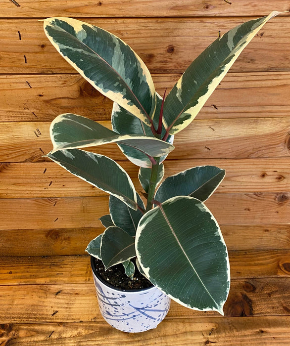 The Plant Farm® Houseplants Ficus Tineke, 6" Plant