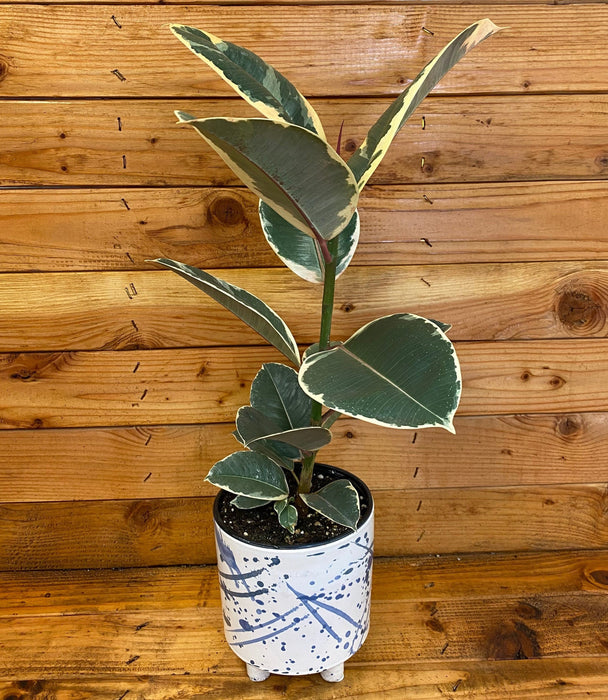 The Plant Farm® Houseplants Ficus Tineke, 6" Plant
