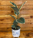 The Plant Farm® Houseplants Ficus Tineke, 6" Plant