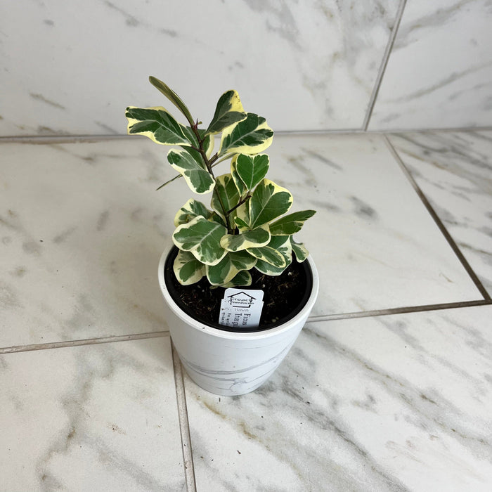 The Plant Farm® Houseplants Ficus Triangularis, 4" Plant