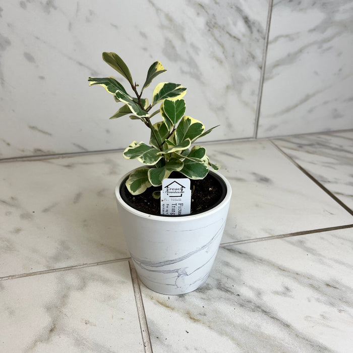 The Plant Farm® Houseplants Ficus Triangularis, 4" Plant