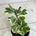 The Plant Farm® Houseplants Ficus Triangularis, 4" Plant