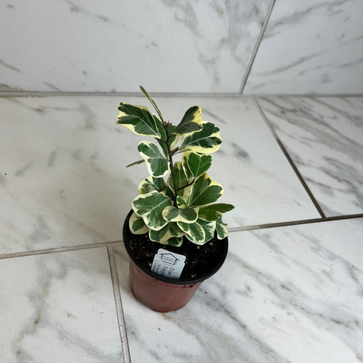 The Plant Farm® Houseplants Ficus Triangularis, 4" Plant