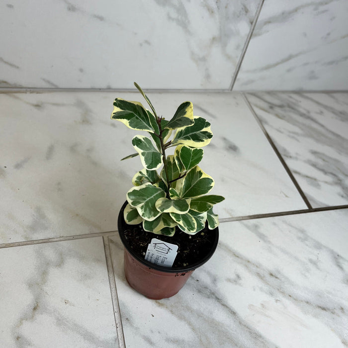 The Plant Farm® Houseplants Ficus Triangularis, 4" Plant