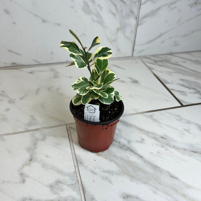 The Plant Farm® Houseplants Ficus Triangularis, 4" Plant