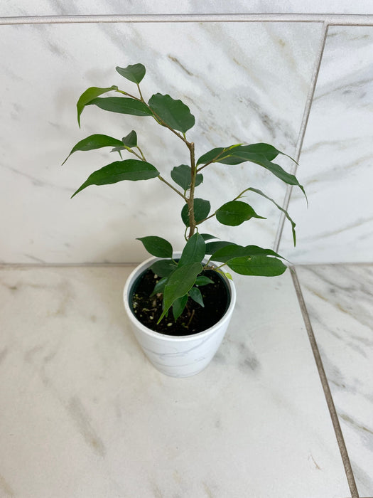 The Plant Farm® Houseplants Ficus Weeping Benjamina, 4" Plant