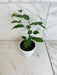 The Plant Farm® Houseplants Ficus Weeping Benjamina, 4" Plant